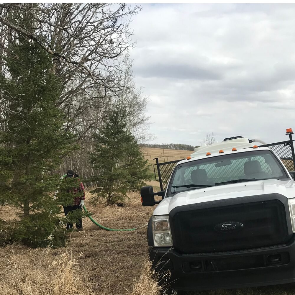 Fresh water truck watering trees on a rural property in Ponoka area